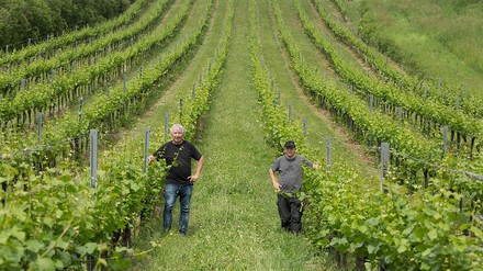Fritz und Lukas Rieder in ihren Weinbergen