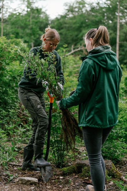 Ein Baum wird gepflanzt