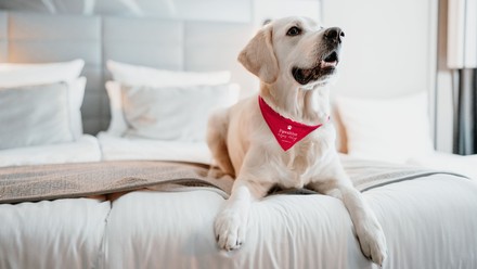 Hund auf einem Hotelbett