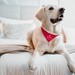 Hund auf einem Hotelbett