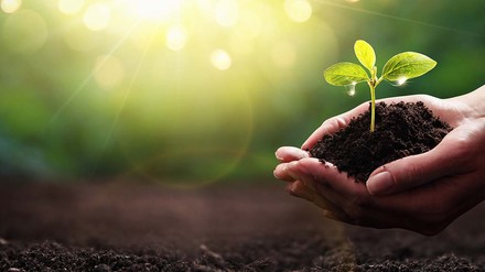 Bäumchen in der Hand