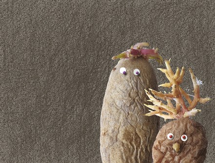 Kartoffeln mit Wackelaugen