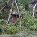 Ruderboote, ein Funktionsgebäude und ein Imbiss am Amselsee sind nach einem schweren Unwetter in der Sächsischen Schweiz von Bäumen bedeckt.