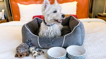 Kleiner Hund in eigenem Körbchen auf einem Bett