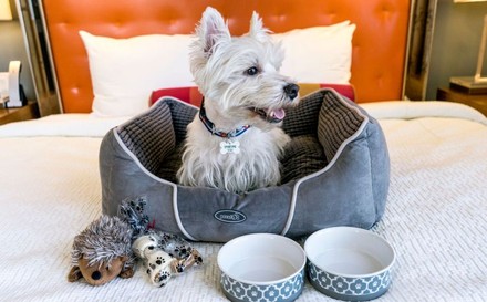 Kleiner Hund in eigenem Körbchen auf einem Bett