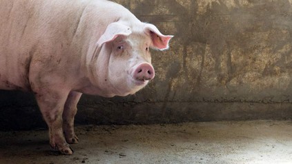 Schwein