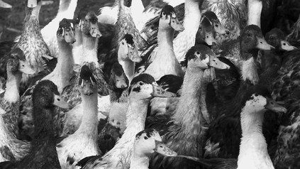 Gänse