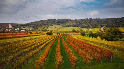 Weingarten im Leithagebirge