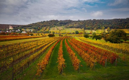 Weingarten im Leithagebirge