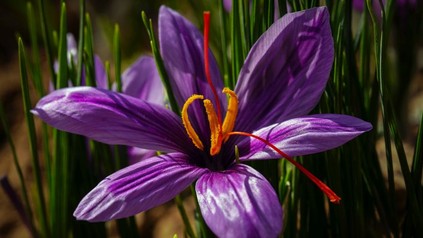 Krokusblüte