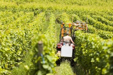 Arbeiter bei der Weinlese