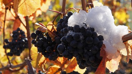 Eiswein