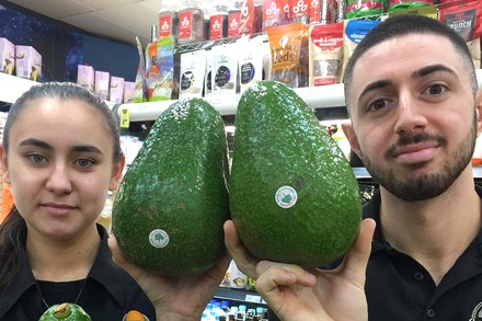 So groß wie ein menschlicher Kopf präsentiert sich die neue „Avozilla“. (© Peaches Fresh Food/facebook)
Zwei Personen präsentieren riesige Avocados