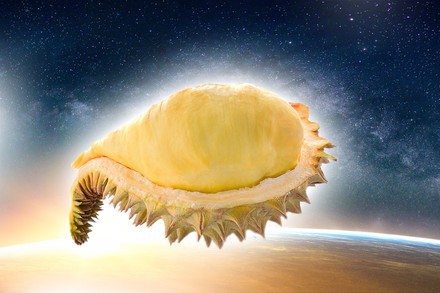 Eine Durianfrucht im Weltall