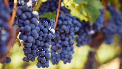 Weinrebe