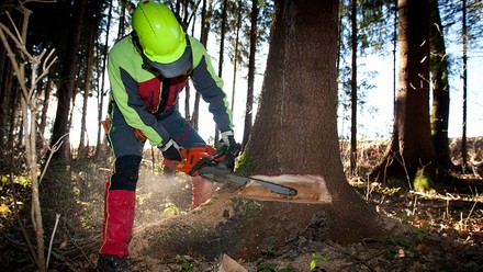 Ein Artbeiter fällt einen Baum