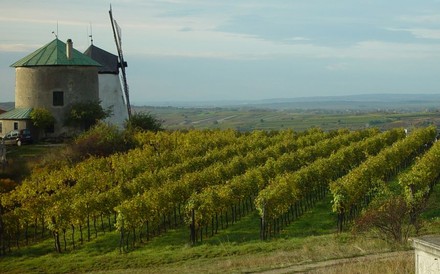 Panorama eines Weinbergs mit einer alten Mühle