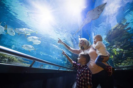 Eine Familie vor einem großen Aquarium