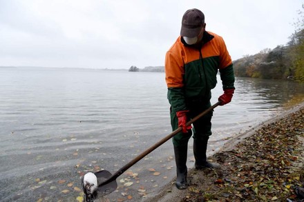 Mann schaufelt an See