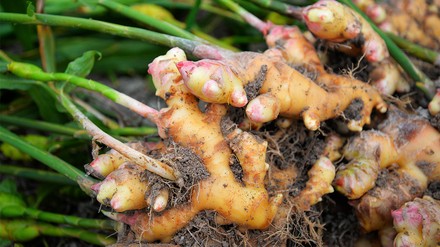 Ingwer wird jetzt auf den Flächen vieler Gemüsebauern in Bayern angebaut
