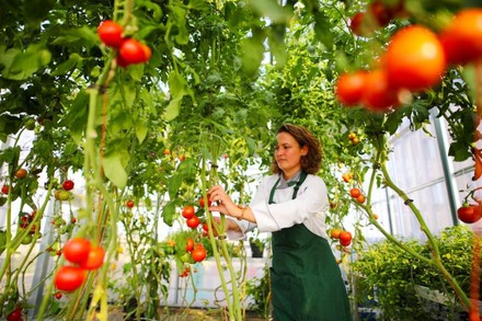 Eine Frau in einem Gewächshaus bei der Tomatenernte