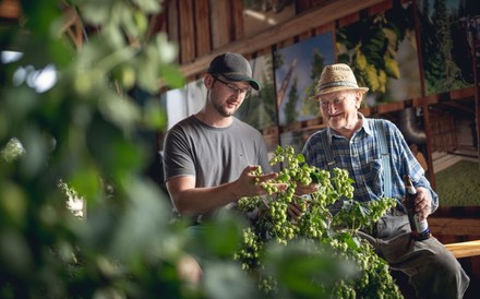 Zwettler Hopfenbauern bei der Qualitätsprüfung