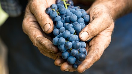 Eine Hanvoll Weintrauben