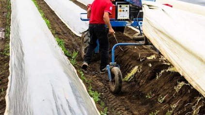 Spargelernter auf dem Feld