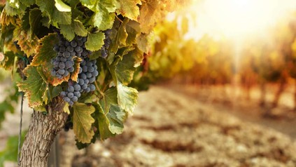 Weinrebe