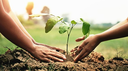 Stiftung Hotels for Trees pflanzt Baum für Verzicht auf Zimmerreinigung