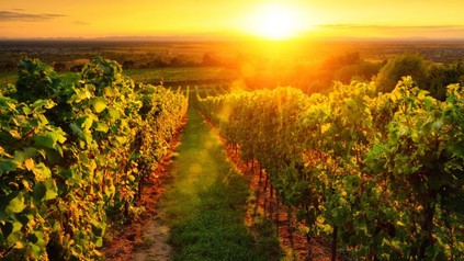 Weinanbaugebiet