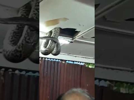 Schlange bricht durch die Decke