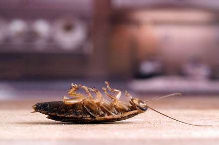 Tote Kakerlake auf dem Boden