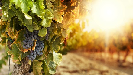 Weintrauben an einem Weinstock