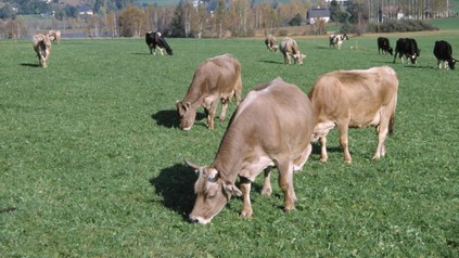 Kühe auf Weide