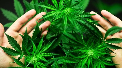 Cannabis-Blüten