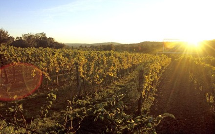 Weingarten bei Sonnenuntergang