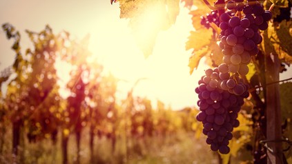 Weingut