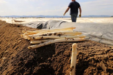 Spargel auf Spargelfeld