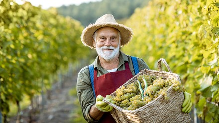 Ein Winzer in einem Weinberg