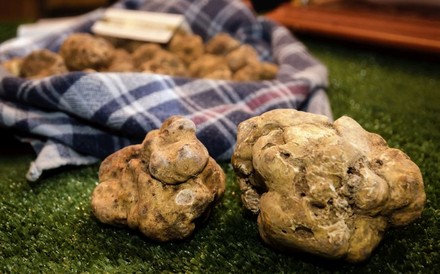 Weiße Trüffelknollen