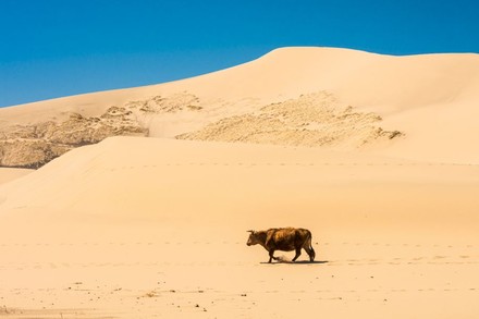 Kuh läuft durch Wüste