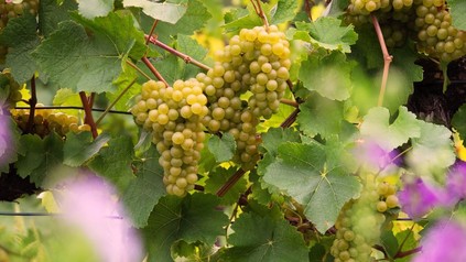 Trauben