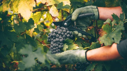 Wein ernten
