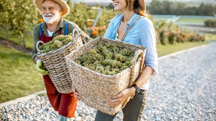 Junge Frau und alter Mann, welche Weinernte in einem Korb tragen