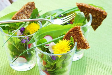 Wildkräuter eine Nutzvielfalt für die Küche