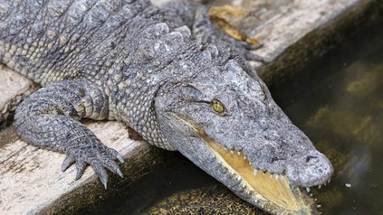 Krokodil