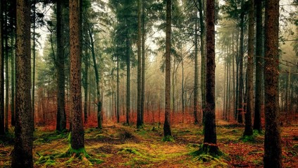 Ein Wald in Bayern