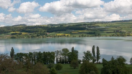 Ufer des Hallwilersees