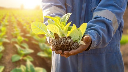 Ein Erntehelfer auf dem Feld